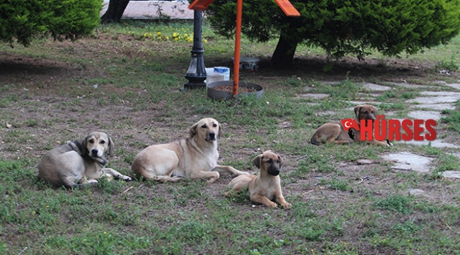 5 yavru köpek ölü bulundu