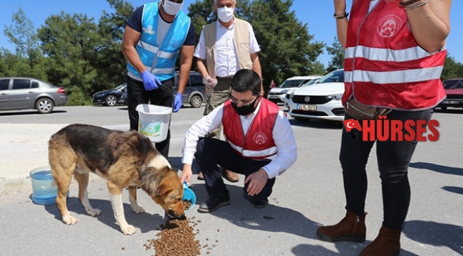 Başkan Tütüncü, sokak hayvanlarını unutmadı