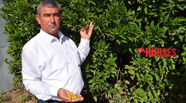 Çöl sıcağı mağduru çiftçilere destek