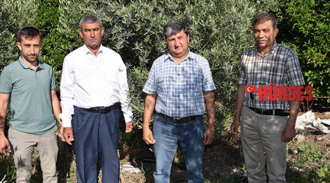Çöl sıcakları narenciye ve zeytini vurdu