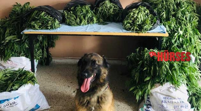 Jandarma 470 kök kenevir ele geçirdi