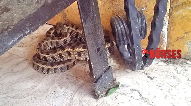 Köpeği huysuzlanınca farkına vardı