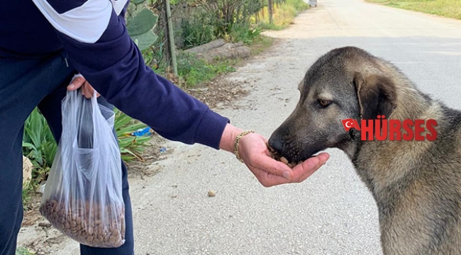 Sokak hayvanları için mama dağıttı