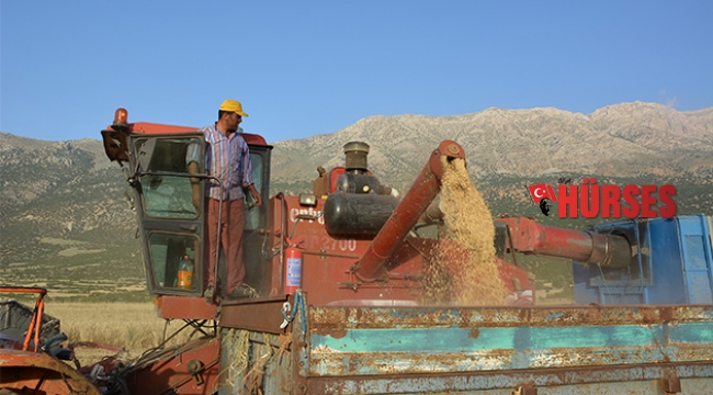 Antalya'da arpa hasatı başladı