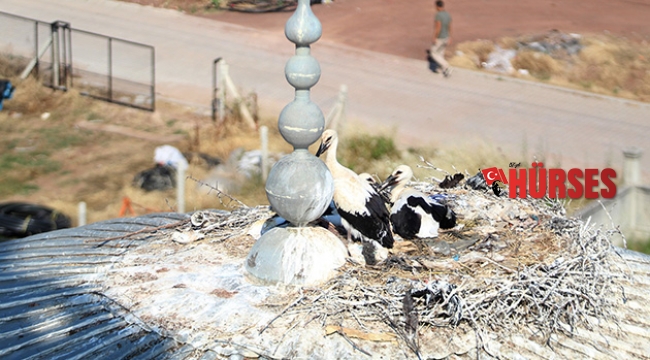 Antalya'da cami kubbesi leyleklerin yuvası oldu