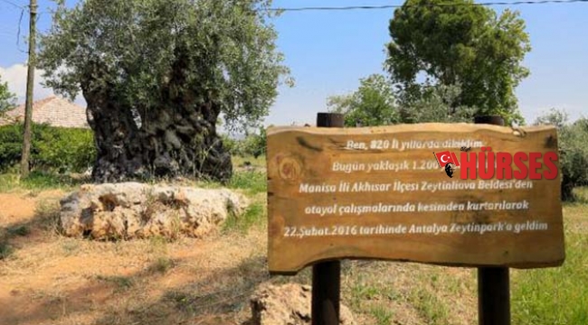 Asırlık zeytin ağaçlarının meyvesi, açık artırmayla satılacak