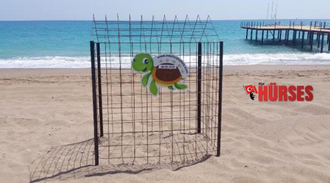 Belek'te caretta caretta yuvası, 900'e ulaştı
