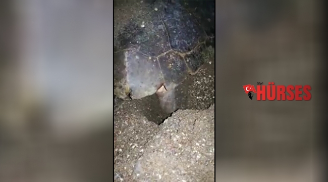 Bir bacağı kopan Carett'anın yumurta bırakma mücadelesi