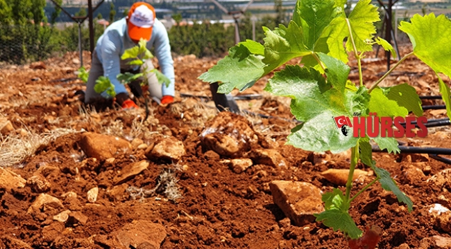 Elmalı MYO’dan sofralık üzüm yetiştiriciliğine katkı