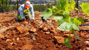 Elmalı MYO’dan sofralık üzüm yetiştiriciliğine katkı