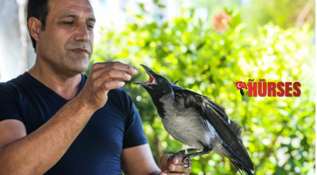 Kayıp kargasının boşluğunu, yavru kargayla doldurdu