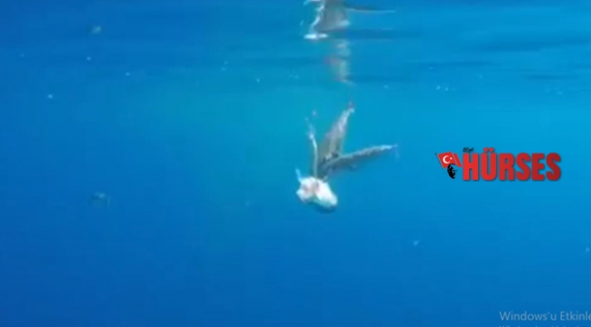Kendi türüne bile acımıyor