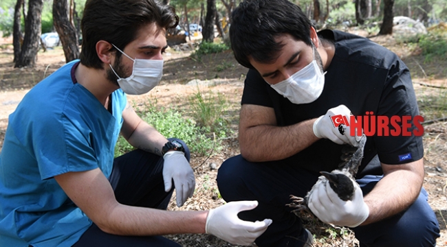 Ormanda bulunan yaralı karga tedaviye alındı
