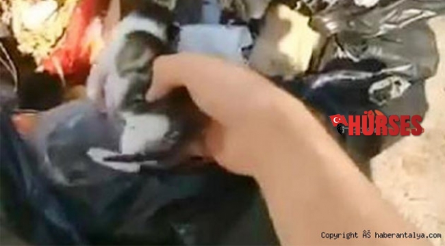 2 günlük yavru kediyi poşete koyup çöpe atmışlar