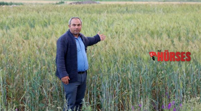 7 bin yıllık buğday tohumunu çoğaltmaya çalışıyor