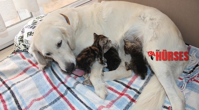 Annesiz kedi yavrularına evin köpeği sahip çıktı