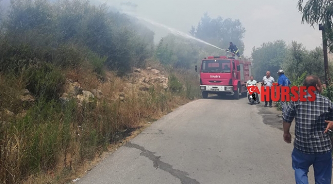Arazide çıkan yangın zeytin ağaçlarına zarar verdi