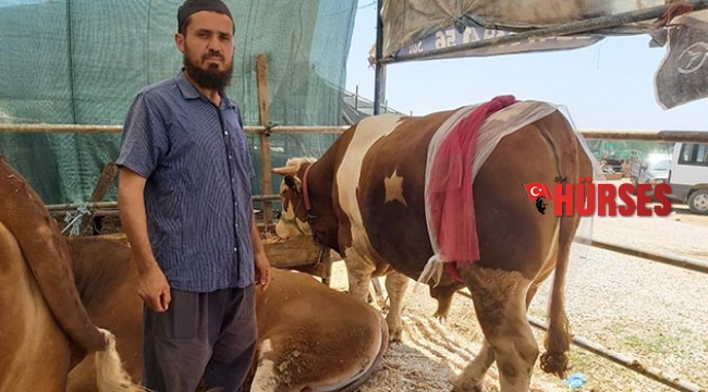 Ay-yıldızlı 'Zorbey' adlı boğa pazarın gözdesi oldu
