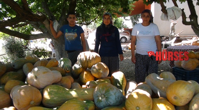 Bal kabağı hasatı sancılı başladı
