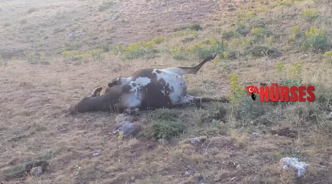 Büyükbaş hayvanların zehirlenerek telef edildiği iddiası