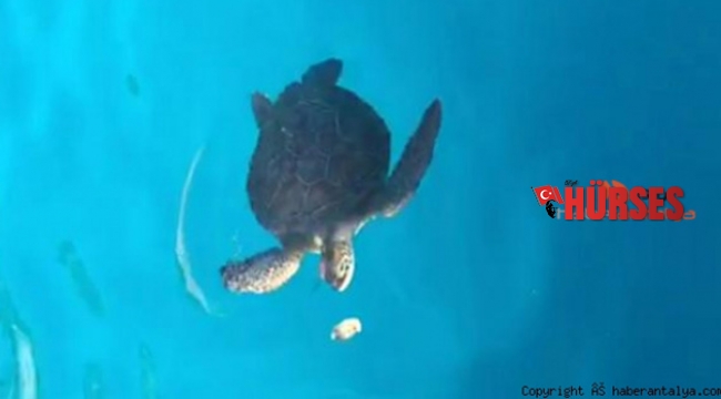 'Caretta Carettaların doğasını saptırmayın'