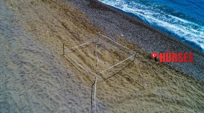 Caretta carettaların yuvaları sorumsuz sürücülerin tehdidi altında