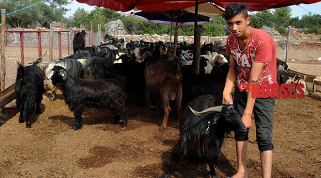 Kepez’in kurban satış yerleri belirlendi