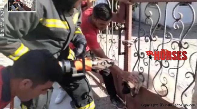 Korkuluklara sıkışan yavru köpeği itfaiye kurtardı