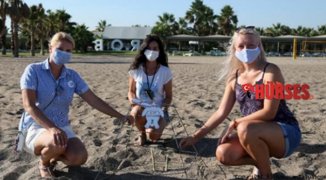 Korona sürecinde 'caretta caretta' yuvası üç kat arttı