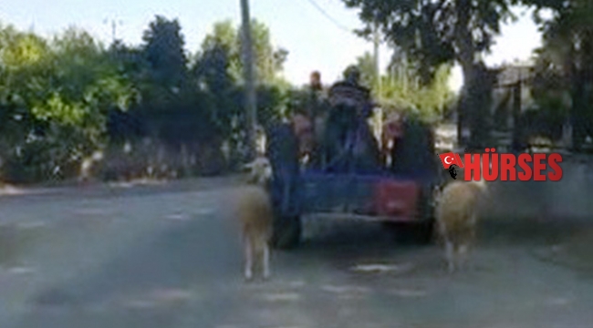 Kurbanlık koyunlara traktörlü eziyet