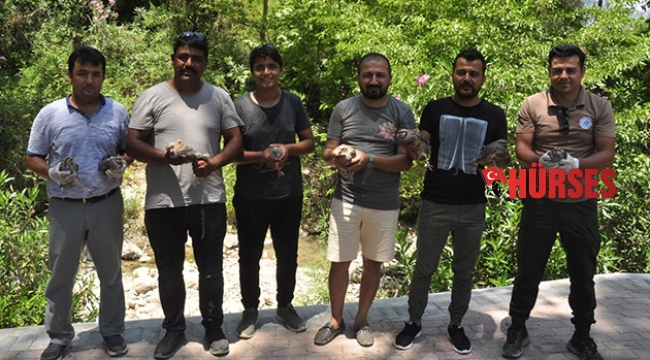 Manavgat’ta popülasyonun artması için ormana 50 keklik salındı