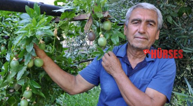 Passiflora meyvelerini 100 liradan satışa çıkardı