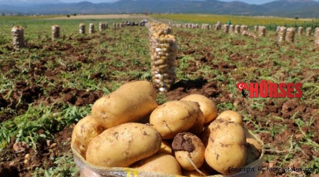 Patates üreticisi dertli !