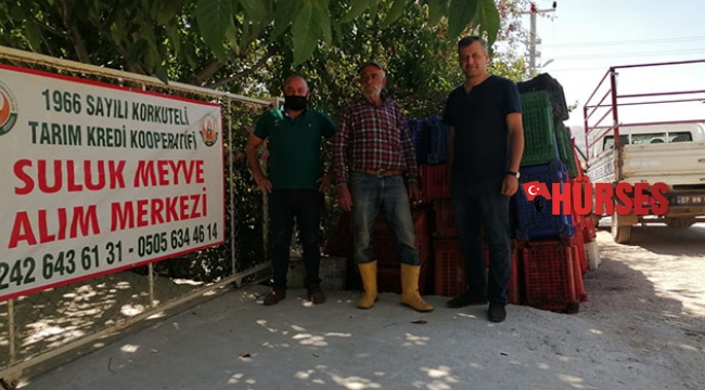 Tarım Kredi Korkuteli'nde ilk kez vişne alımı yaptı