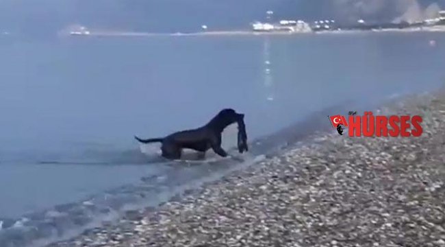 Tatilcilerin denizdeki atıklarını köpek topladı
