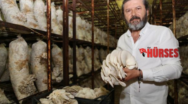 Türkiye'nin mantar merkezi: Korkuteli
