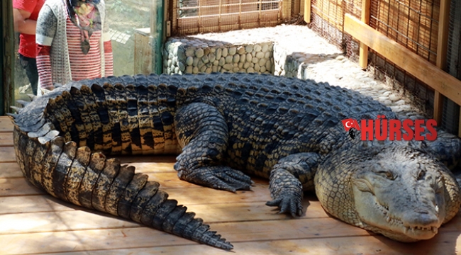 Yanına kimse yaklaşamıyor