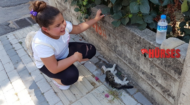Yol kenarında can çekişen kediyi görünce...