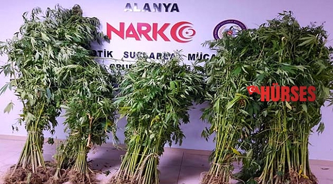 Alanya’da 404 kök Hint keneviri ele geçirildi