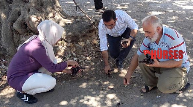 Alanyalı üretici keçiboynuzunda bahçeleşmeye yöneliyor