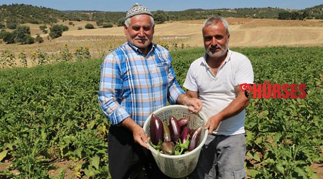Asırlık ata tohumu ile patlıcan üretiyorlar