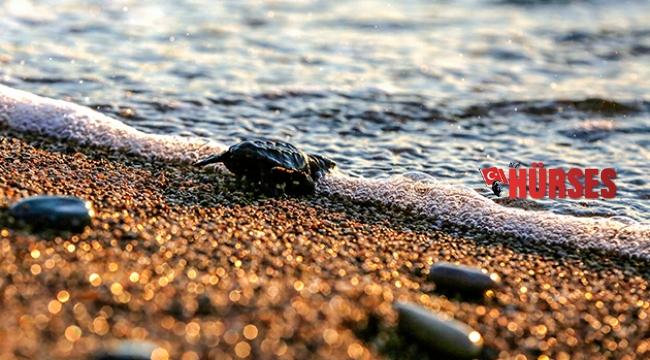 Caretta caretta yavruları denizle buluştu