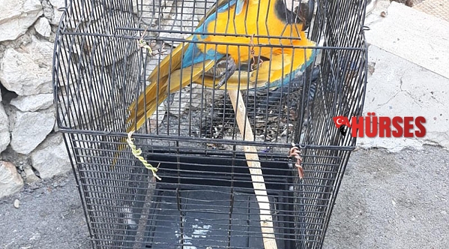 CITES belgesi olmayan papağanlar ve iguanaya el konuldu