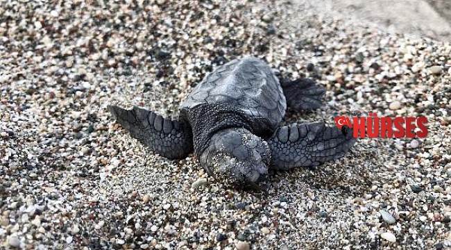 Demre'de 2 bin 500 yavru caretta denizle buluştu