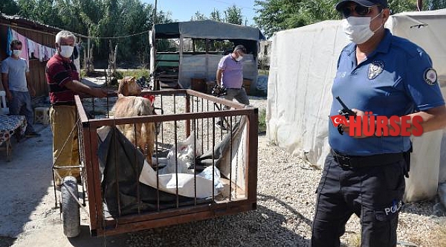 Hırsız sanılıp ihbar edildi, keçinin sahibi olduğu anlaşıldı