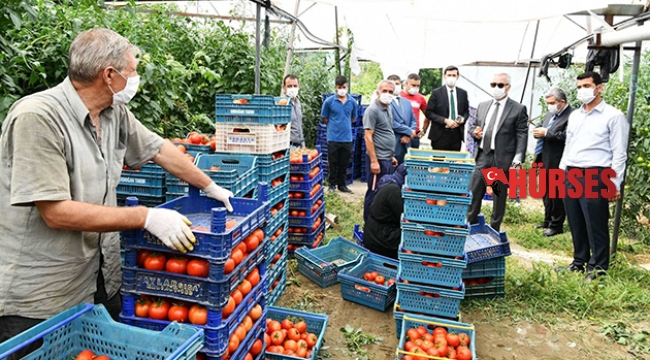 Isparta’da domates ve karanfil hasadı devam ediyor