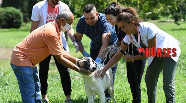 Konyaaltı Belediyesi köpekleri banyo seansıyla serinletti