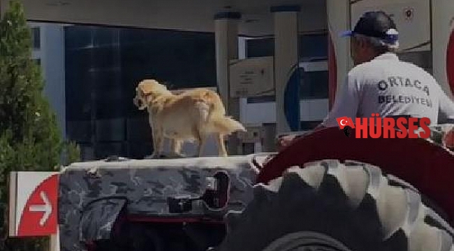 Köpeğin, traktörün kaputu üzerindeki yolculuğu kamerada