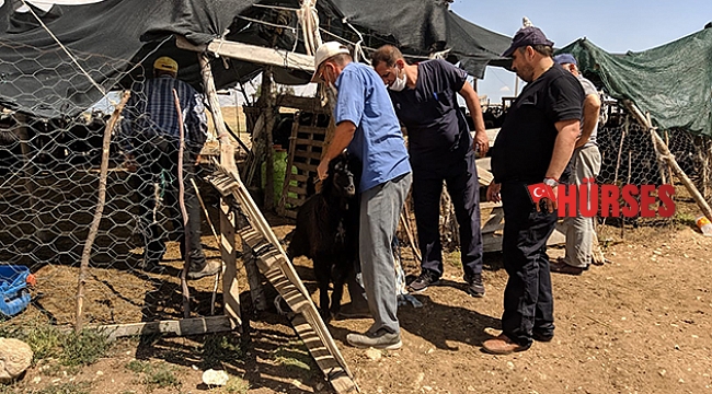 Korkuteli’de hayvanlara parazit ilaçlaması yapıldı