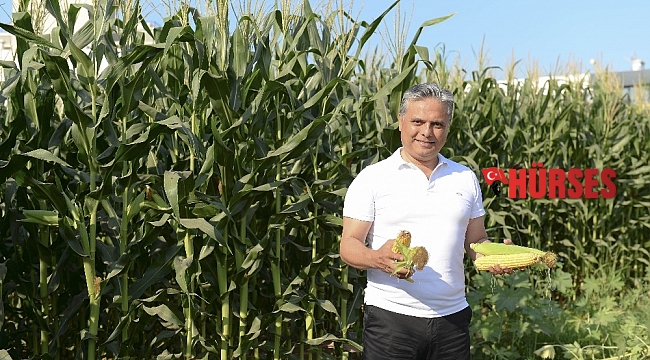 Mısırlar hasat için gün sayıyor